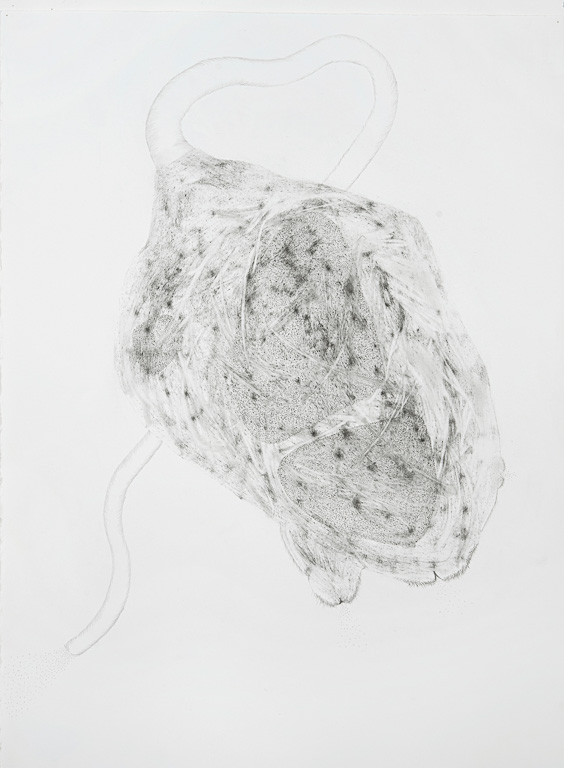 Animalia 30 x22"