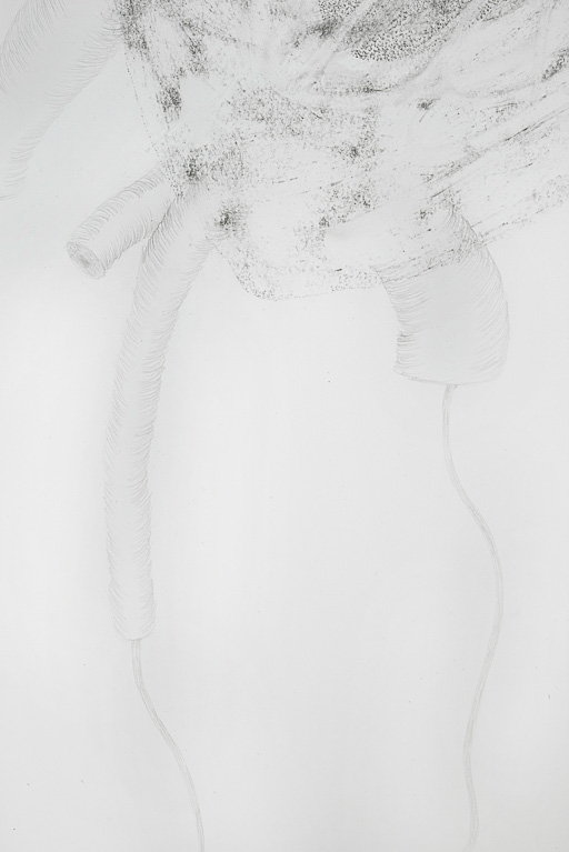 Animalia Grande (detail)