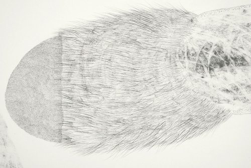 Doubled Study Detail