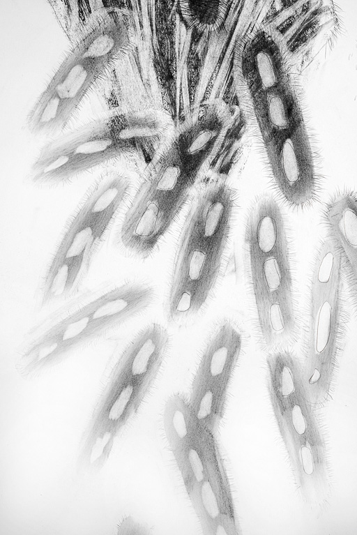 Carcass Detail